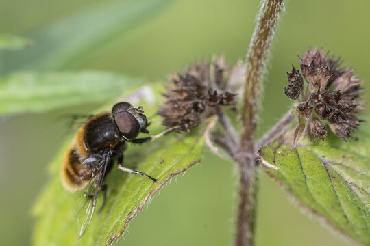 Bumblebee hoverfly (Volucella bombylans) on water mint (Mentha aquatica), Emsland, Lower Saxony, Germany