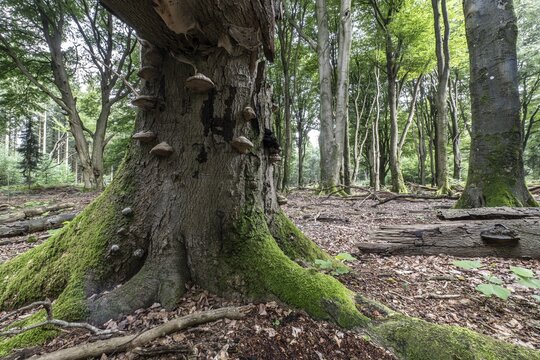 Tinder fungus (Fomes fomentarius) on bent copper beech (Fagus sylvatica), Emsland, Lower Saxony, Germany