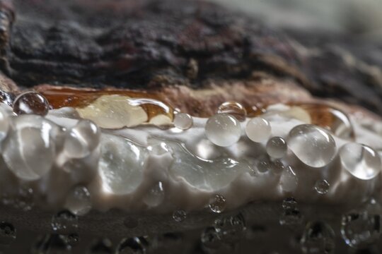 Beeswax Bracket (Ganoderma pfeifferi) with guttation drops, Emsland, Lower Saxony, Germany