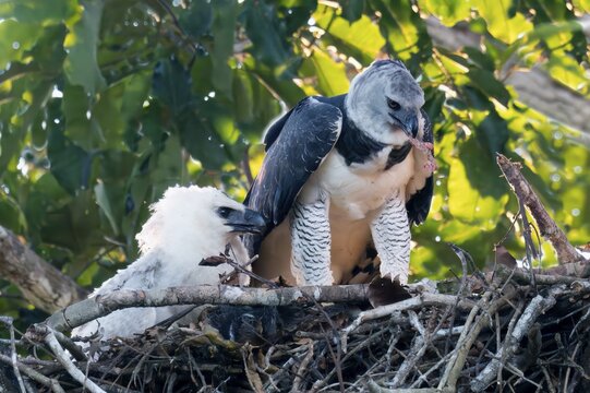 Female Harpy Eagle, Harpia harpyja, feeding her 4 month old chick with a capuchin monkey, Alta Floresta, Amazon, Brazil
