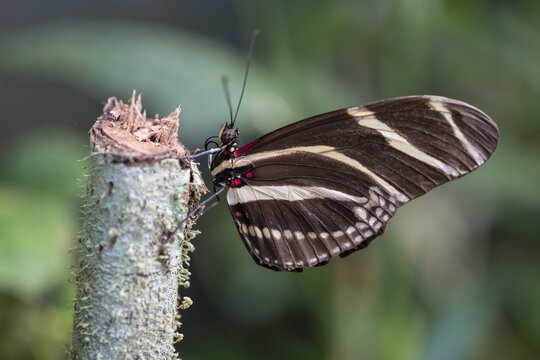 Zebra longwing (Heliconius charithonia), striped butterfly sitting on a branch, Alajuela province, Costa Rica