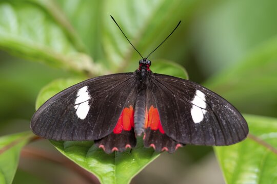 Common Parides (Parides iphidamus), butterfly sitting on a leaf, Alajuela province, Costa Rica