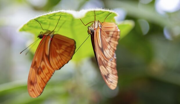 Fototapeta Torch butterfly (Dryas iulia moderata) two orange butterflies sitting on a leaf, Alajuela province, Costa Rica