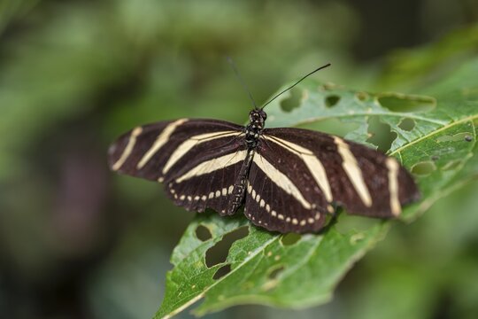 Zebra longwing (Heliconius charithonia), striped butterfly sitting on a leaf, Alajuela province, Costa Rica