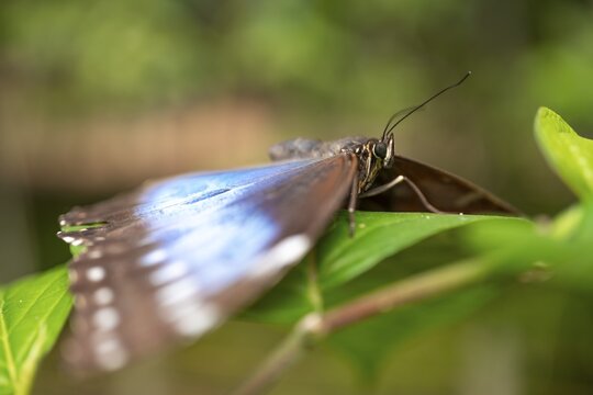 Morpho helenor, blue morpho butterfly sitting on a leaf, Alajuela province, Costa Rica