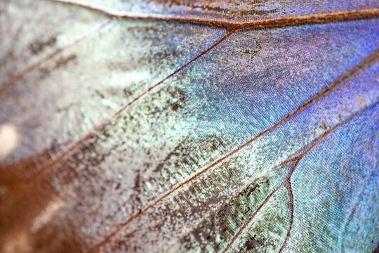 Detail of the butterfly wing of a Morpho helenor, Anaxibia morpho butterfly, Alajuela province, Costa Rica
