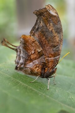 Tiger leaf butterfly (Consul fabius cecrops), brown butterfly sitting on a leaf, Alajuela province, Costa Rica