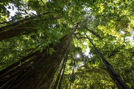 Dense vegetation in the tropical rainforest, roots of a strangler fig on a tree, view upwards, Sun Star, Corcovado National Park, Osa, Puntarena Province, Costa Rica