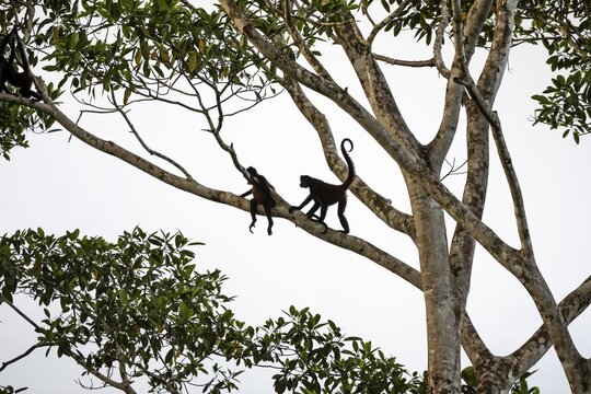 Geoffroy's spider monkey (Ateles geoffroyi), two monkeys in a tree, Sirena, Corcovado National Park, Osa, Puntarena Province, Costa Rica