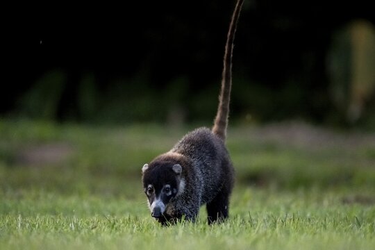 White-tailed coati (Nasua narica), adult, tail in the air, in a meadow, Sirena, Corcovado National Park, Osa, Puntarena Province, Costa Rica