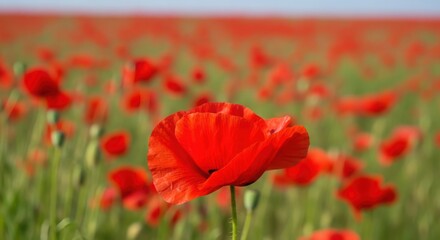Fototapeta premium Closeup of a vibrant red poppy flower in a vast field of poppies under a clear blue sky