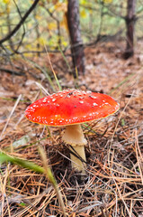 Fly agaric mushrooms grow in the forest. Selective focus.