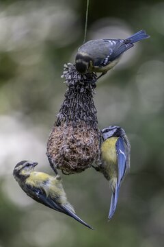 Blue tits (Parus caerulea) at the tit dumpling, Emsland, Lower Saxony, Germany
