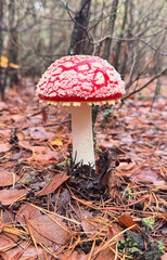 Fly agaric mushrooms grow in the forest. Selective focus.