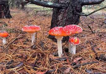 Fly agaric mushrooms grow in the forest. Selective focus.