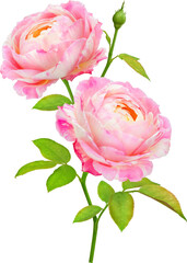 Claude Monet Rose flowers focus stacking close up isolated for love wedding and valentines day