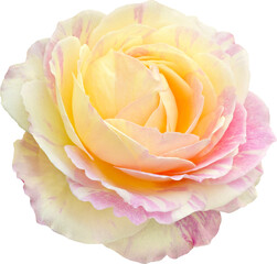 Claude Monet Rose flowers focus stacking close up isolated for love wedding and valentines day