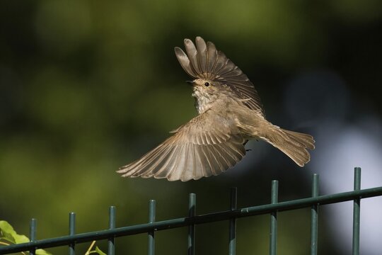 A spotted flycatcher (Muscicapa striata) in flight over a green wire fence in a natural, green environment, Hesse, Germany