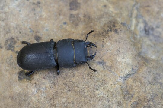 A lesser stag beetle (Dorcus parallelipipedus) crawling over a brown ground, Hesse, Germany