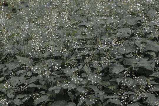 Medium witch herb (Circaea intermedia), Lower Saxony, Germany
