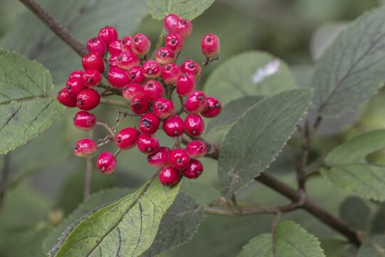 Viburnum lantana (Viburnum lanatum), Emsland, Lower Saxony, Germany