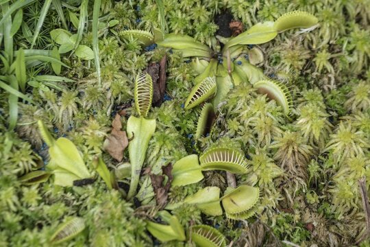 Venus flytrap (Dionaea muscipula), Walsrode Bird Park, Lower Saxony, Germany
