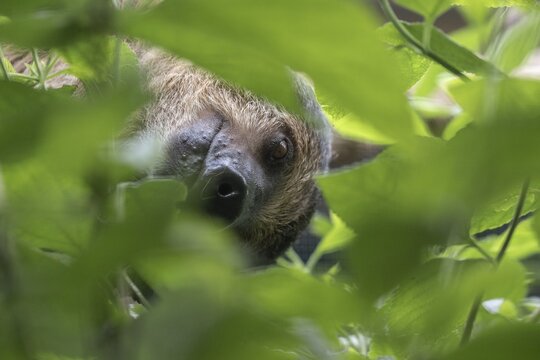Two-fingered sloth (Choloepus hoffmanni), Walsrode Bird Park, Lower Saxony, Germany