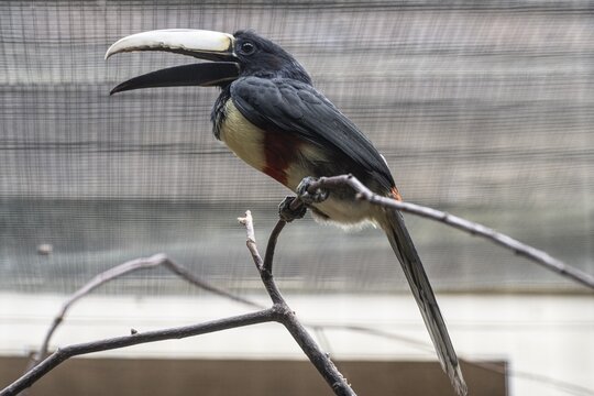 Black-necked aracari (Pteroglossus aracari), Walsrode Bird Park, Lower Saxony, Germany