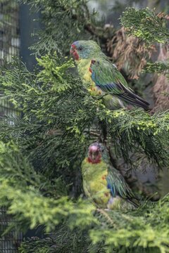 Swallow parakeets (Lathamus dicolor), Walsrode Bird Park, Lower Saxony, Germany