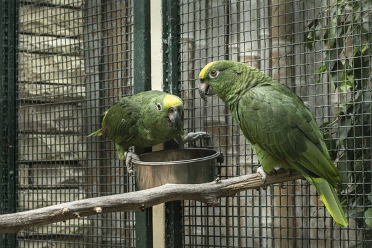 Natterer's Amazon, Yellow-crowned Amazon (Amazona ochrocephala natteri), Walsrode Bird Park, Lower Saxony, Germany
