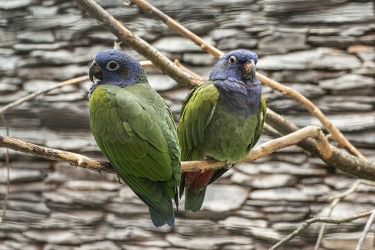 Blue-headed parrot (Pionus menstruus), Walsrode Bird Park, Lower Saxony, Germany