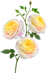 Claude Monet Rose flowers focus stacking close up isolated for love wedding and valentines day