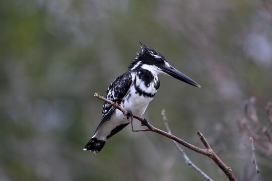 Pied kingfisher (Ceryle rudis), adult, aut Warte, alert, Saint Lucia Estuary, Isimangaliso Wetland Park, Kwazulu Natal, South Africa