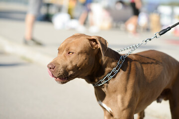 Brown Pit Bull Standing on Pavement in Sunlight