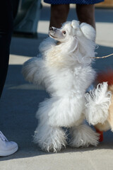 Playful White Poodle Standing on Hind Legs