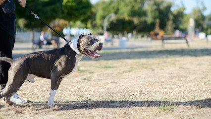 Gray and White Pit Bull on Leash in Sunlit Park