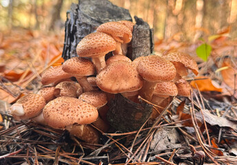 Mushrooms grow in the forest. Selective focus.