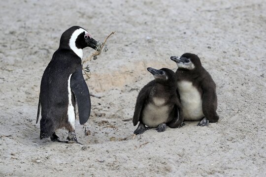 African penguin (Spheniscus demersus), adult with two chicks, nesting material, Boulders Beach, Simonstown, Western Cape, South Africa