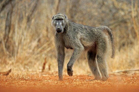 Bear baboon (Papio ursinus), Chakma baboon, adult, foraging, Kruger National Park, Kruger National Park, Krugerpark, South Africa
