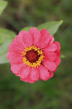 Zinnia (Zinnia elegans), blooming, flower, Elllerstadt, Germany
