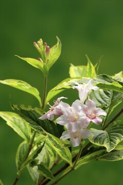 Weigelas (Weigela), flowering, flower, Ellerstadt, Germany