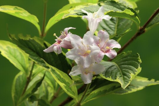 Weigelas (Weigela), flowering, flower, Ellerstadt, Germany