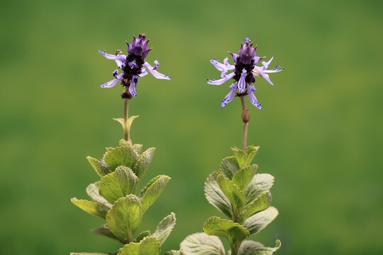 Piss-off plant (Plectranthus ornatus), cat repellent, flowering, Elllerstadt, Germany