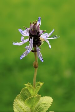 Piss-off plant (Plectranthus ornatus), cat repellent, flowering, Elllerstadt, Germany