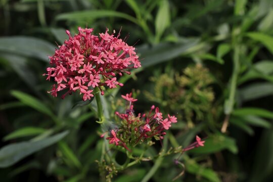 Red valerian (Centranthus ruber), flowering, Elllerstadt, Germany