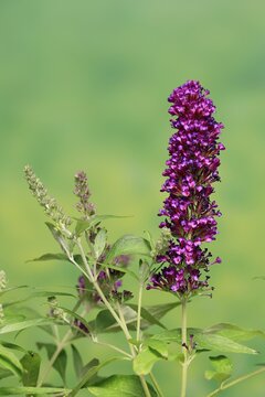 Butterfly-bush (Buddleja davidii), summer lilac, common summer lilac, butterfly bush, lilac spear, flowering, blossom, Elllerstadt, Germany