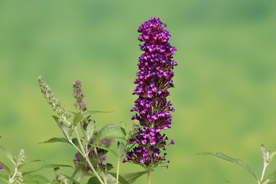 Butterfly-bush (Buddleja davidii), summer lilac, common summer lilac, butterfly bush, lilac spear, flowering, blossom, Elllerstadt, Germany