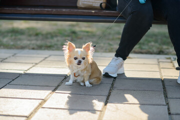 Chihuahua Sitting Beside Owner on Pavement