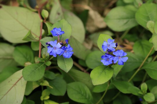 Blue leadwood (Ceratostigma willmottianum), flowering, flowering perennial, Ellerstadt, Germany