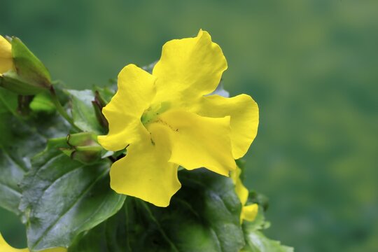 Common monkey-flower (Mimulus guttatus), also known as spotted monkey-flower or common monkey-flower, flowering, flower, aquatic plant, at a pond, Ellerstadt, Germany